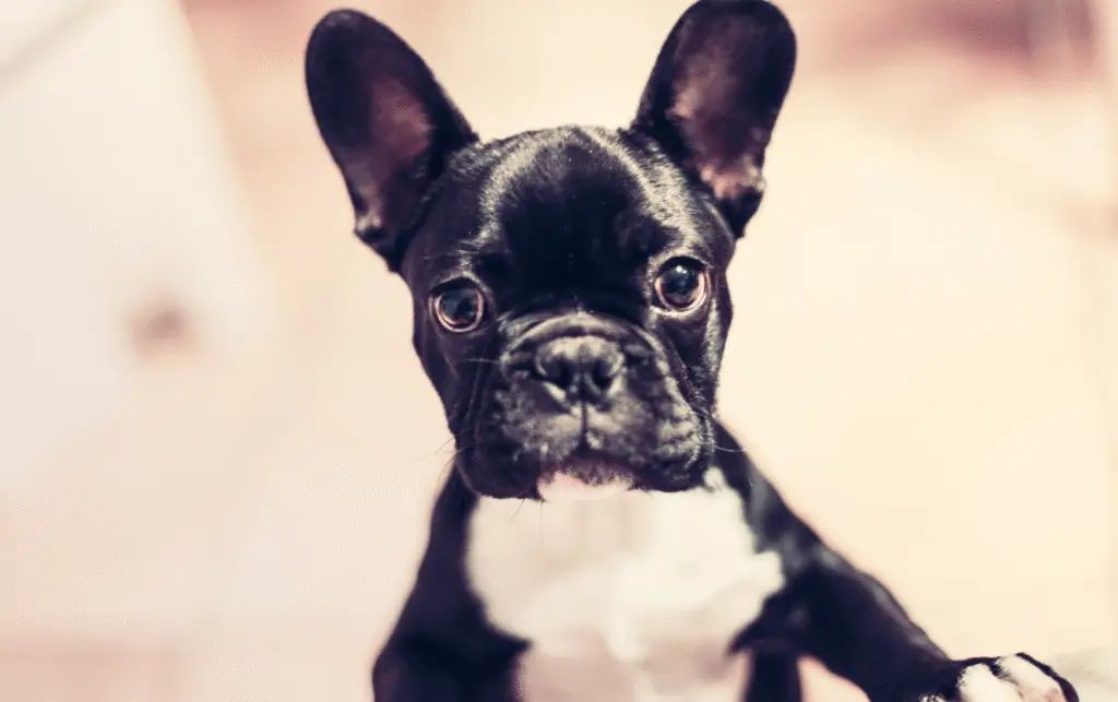 Leia's Loving Dog Care. Doubled inbound calls with Local SEO