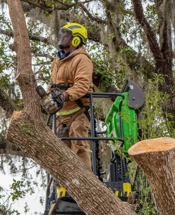Tree service marketing